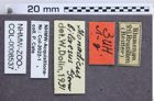 Etikette zu Monadicus bilaesus (Germar, 1844) (NHMW-ZOO-COL-0008537)